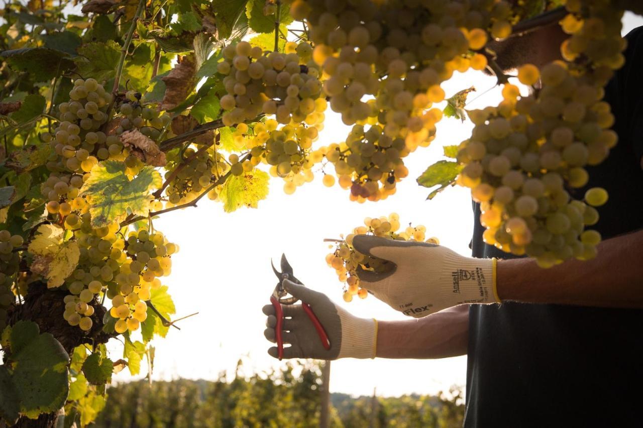 Il Roncal Wine Resort - For Wine Lovers Cividale del Friuli Exterior foto
