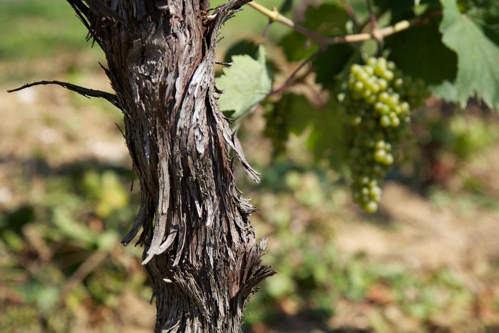 Il Roncal Wine Resort - For Wine Lovers Cividale del Friuli Exterior foto